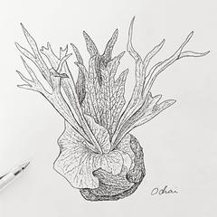 ビカクシダ