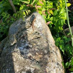 地の神が応えた朝 ― 神座石と小さき龍の使い