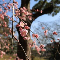 梅の花