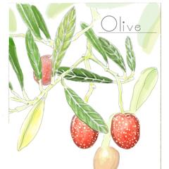 植物や果物のイラストを描きます