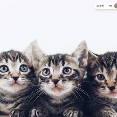 猫カフェのサンプルサイト