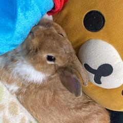 うさぎのノノ助
