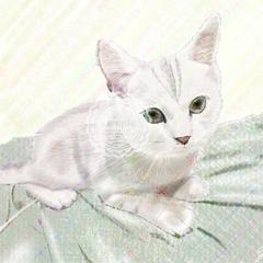 猫(友だちのお写真から)