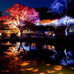 紅葉ライトアップ