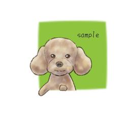 トイプードル