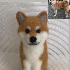 芝犬の芽依ちゃん