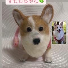 コーギーのすももちゃん