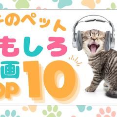 YouTubeサムネイル「ペット系」