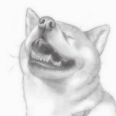 柴犬