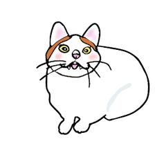 愛猫