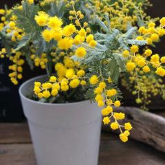 ミモザの花言葉♡
