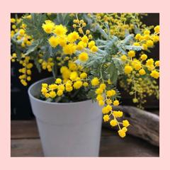 ミモザの花言葉♡