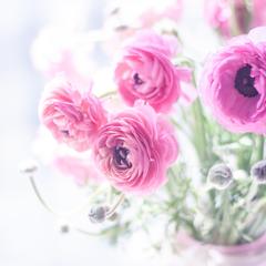 ラナンキュラス綺麗ですよね♪