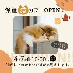 架空の保護猫カフェのバナーを作成しました。