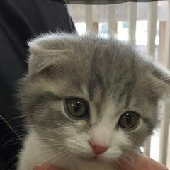 お気に入りの猫ちゃん