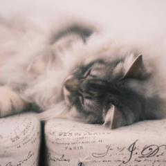 まどろむ猫