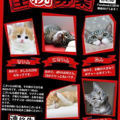 ペルソナ5風里親募集ポスター