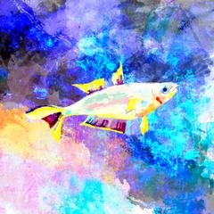 ポポンデッタ・フルカタ（熱帯魚）