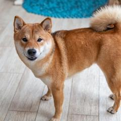 恋愛相談乗ります