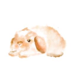 うさぎ