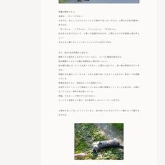 【寄稿記事】吾輩は野良である（1/3）