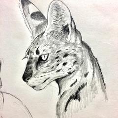 サーバルキャットさん