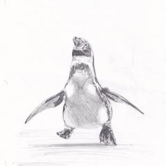 フンボルトペンギン