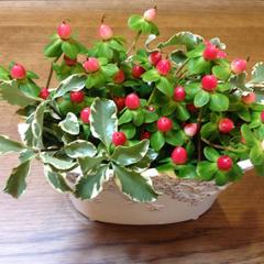 ヤフートピックスで1位を獲得しました