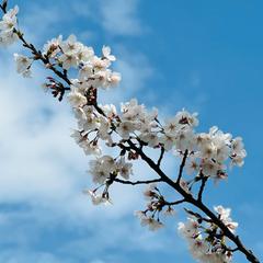 日常の美しいを撮影提供します。