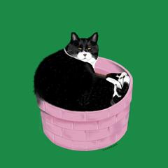 実家に来ている猫