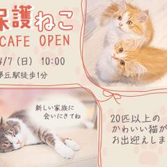 保護猫CAFE