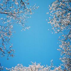 桜に呑まれる