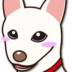 白いわんこ