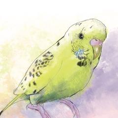 水彩画風のセキセイインコ