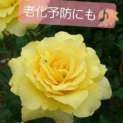 老化予防にも