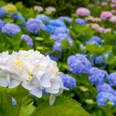 イロトリドリの紫陽花
