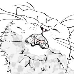 猫
