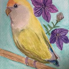 コザクラインコ