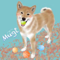 うちの子イラスト　柴犬