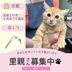 【Instagram】保護猫里親募集　No.1