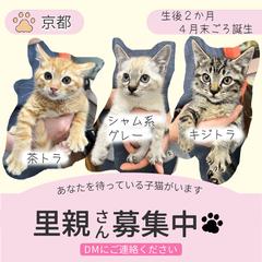 【Instagram】保護ねこ集合写真