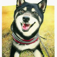 黒柴犬