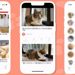 猫動画まとめアプリを制作しました