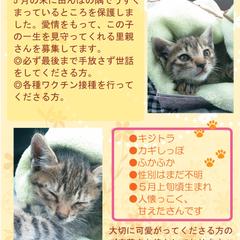 子猫の里親募集チラシ