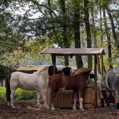 9頭のアイスランド馬と暮らすオランダの大自然