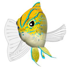 クロメガネスズメダイ