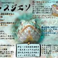 手作りお魚図鑑⭐︎ヒトスジエソ編