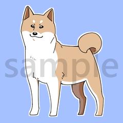 柴犬