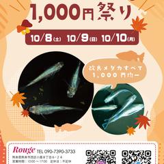 メダカ販売店舗のフライヤー作成
