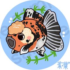 ペットの金魚さん（ローズテールオランダ）